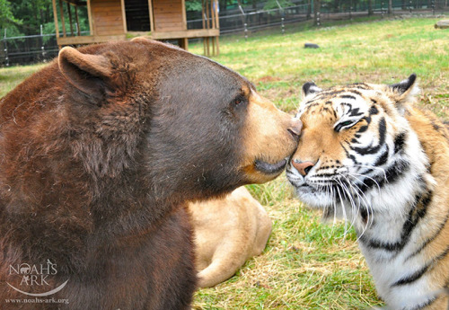 awesome-picz:    Bear, Lion And Tiger Brothers Haven’t Left Each Other’s Side For 15 Years.