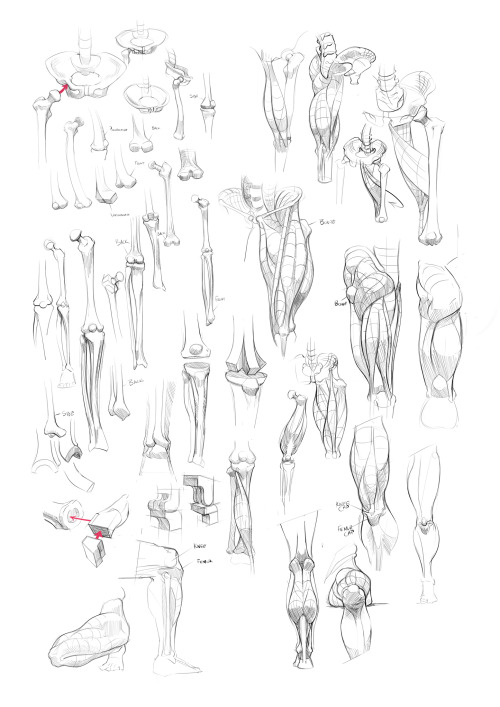 daily-commission:  daily-commission:  Some anatomy studies  Added some more studies to this thing 