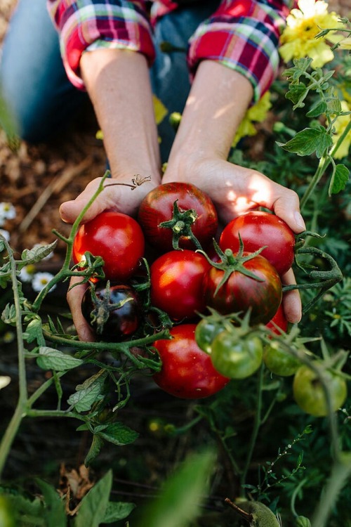 tomatos