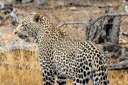 big-catsss:  Leopard in Sabie Sands-5 by johnaalex on Flickr.