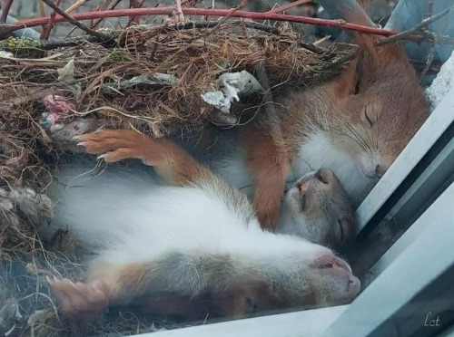 blue–folder:Sleeping squirrels in their nest on someone’s windows ledge