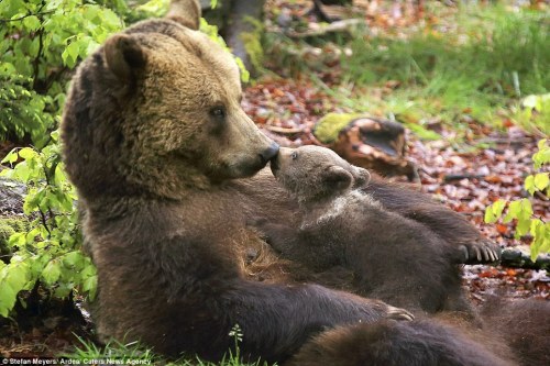 Momma bears with their cubs