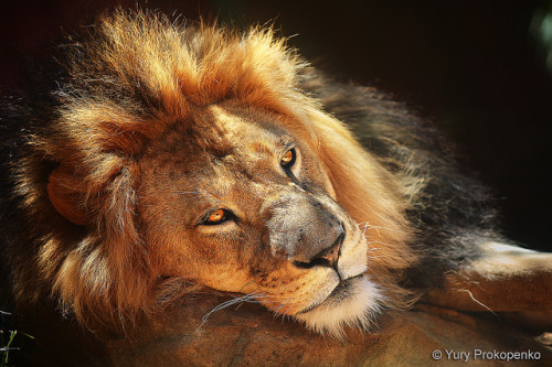 Lion by -yury- on Flickr.