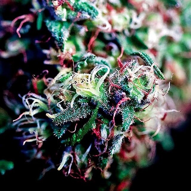 cannabellas:  🌳🔊🍁🎀 #pothead #puffpuffpass #kushgoddess #thcfamily #girlswhoblaze