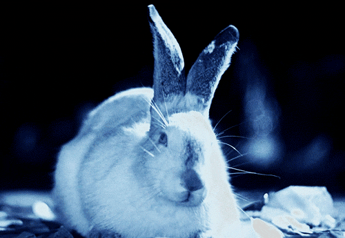 XXX  Rabbit’s Moon (1950)  photo