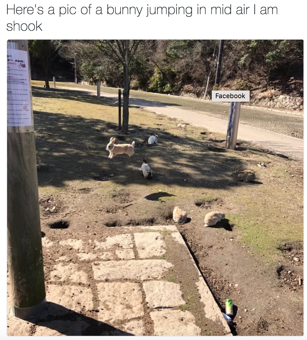WeRateAnimals™ 