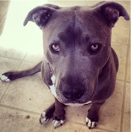 buzzfeed:  Here are all the dogs competing for best pitbull on Instagram.