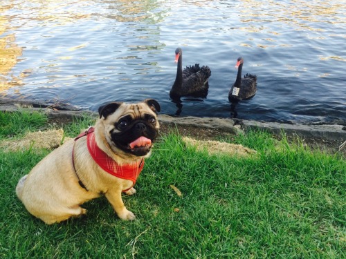thecheerypug: Found some black swans in the yard ❤️