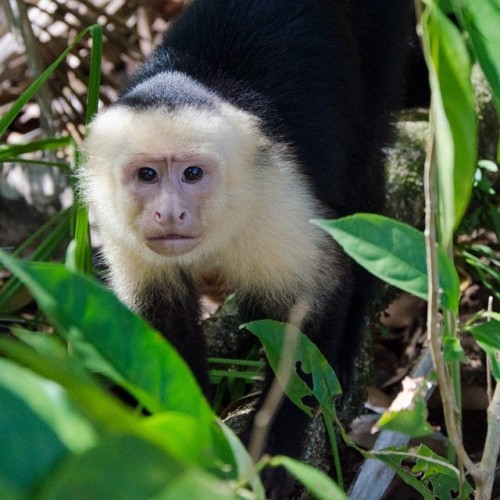 justinmclachlan:  Such eyes #costarica #latinamerica #travel #monkey #animals #wildlife #jungle #rai