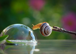 kirkwa:  Check Out The Incredible World Of Snails  Snails don’t get a lot of love, in a world of kittens and puppies, the snail rating on the cuteness scale is about a negative 12. But that’s only because we never get a good look at their lives up