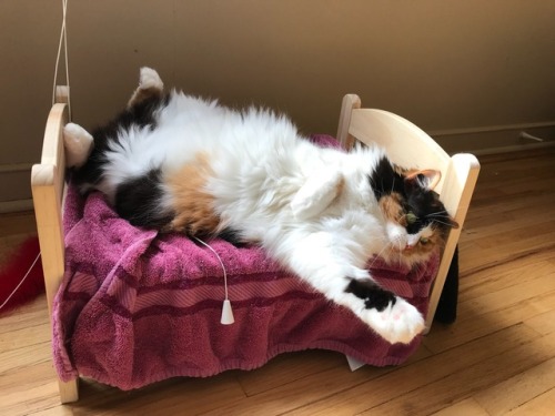 catsuggest:  tullia suggest: donot hesitat. find tiny bed for nâp and achievemont of beauté.