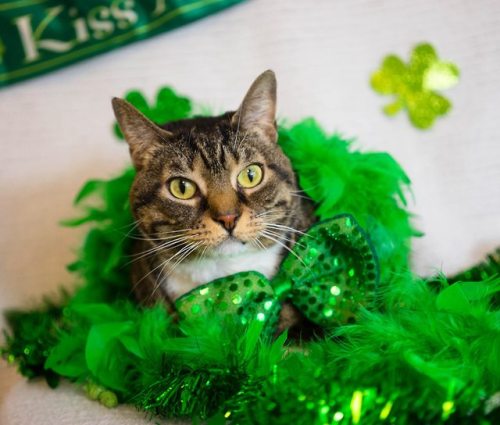 The Animal Rescue League of Berks County Pennsylvania is holding a St.Patrick’s Day event to find ho