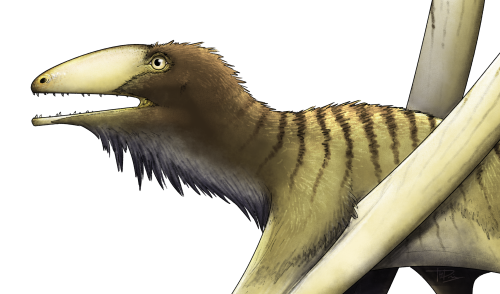 i-draws-dinosaurs:WWD2020: Peteinosaurus zambelliiNext up from Episode 1: New Blood, we have Peteino
