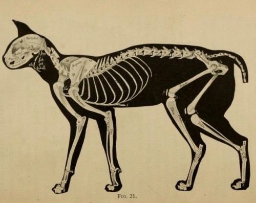 nemfrogtoe:nemfrog: Fig. 21. “Lateral aspect of the skeleton of the cat.” Mammalian anatomy, with sp