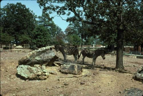 furiouskitten:“Zoo Olistrostromes + Zebras for scale”Here I am, minding my own business, scanning sl