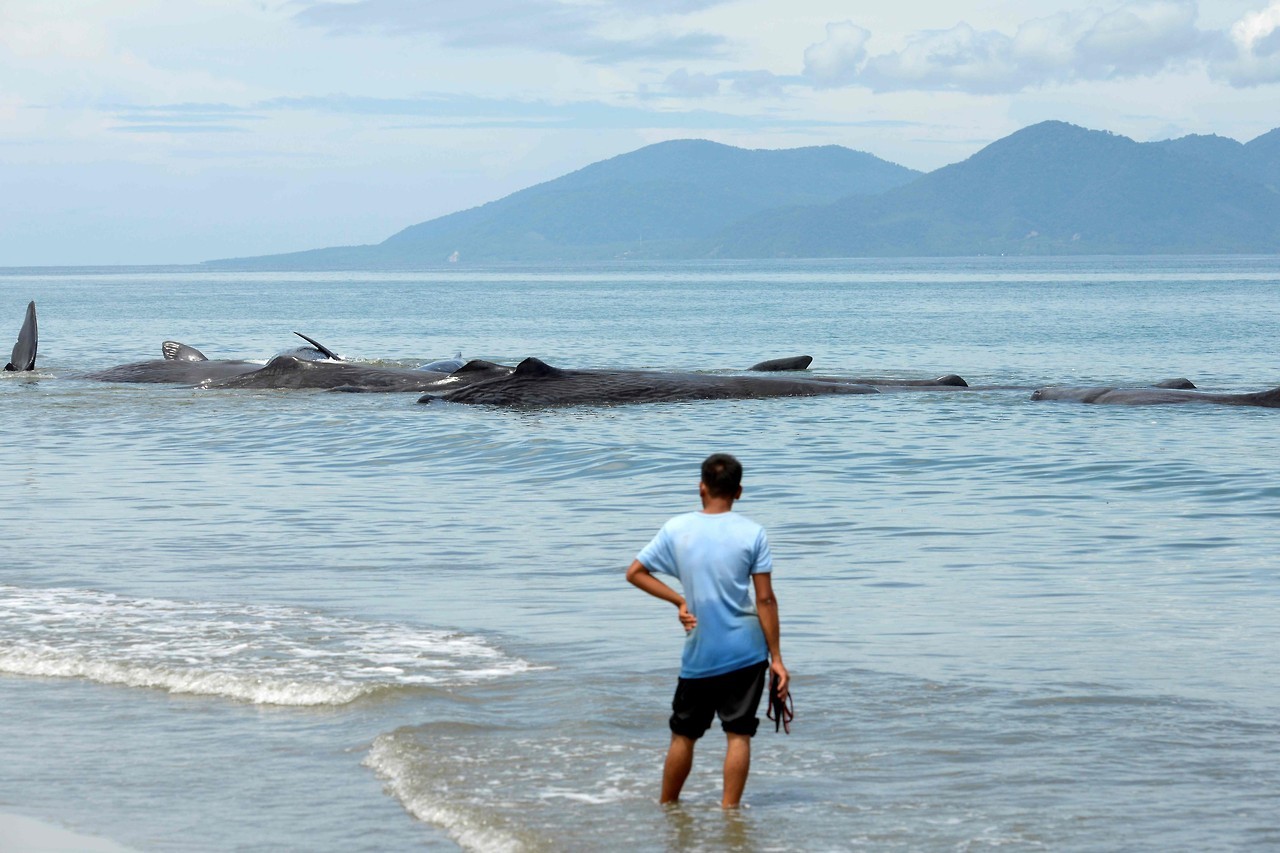 BALLENAS VARADAS. Oficiales de la Agencia de Conservación de la Naturaleza y activistas ambientales ayudan a reflotar diez cachalotes varados en Aceh Besar el 13 de noviembre de 2017. Cientos de personas que conocen la información transmitida por una...