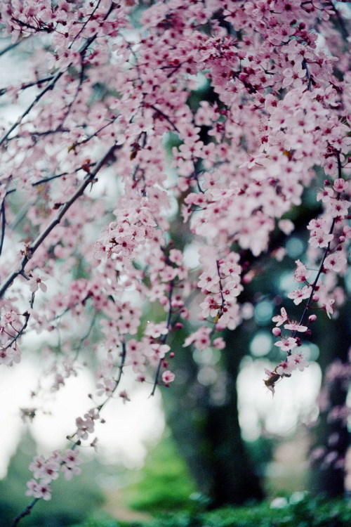 r2–d2:  Yashica 635 Test Roll 2 Frame #10 by (peakbagger_trin) 