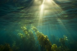 lifeunderthewaves:  Sunshine in the Kelp Forest by raabephoto Warm waters in Southern California brought some great game fish farther up North, along with great visibility. 