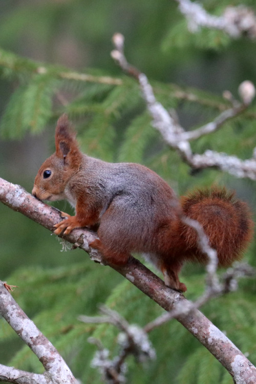 Red squirrel/ekorre.