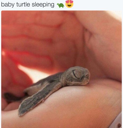 Baby Animal Posts