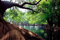 istillshootfilm:  Film Photo By: Ludovic Tenorio-HalléLago de Camécuaro, MéxicoCanon AV-1, Kodak Pro Image 100Flickr