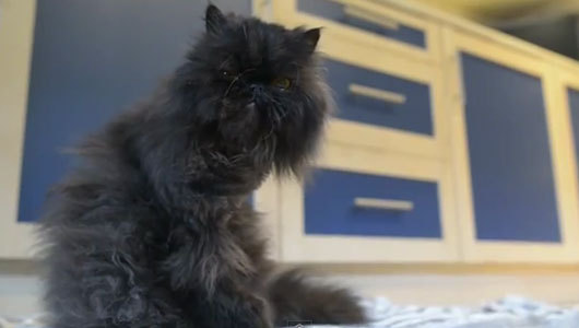 Aging cat learns to get around on 2 legs      Cafferty, a 13-year-old Persian cat from Britain, has 9 lives, 2 right legs and no problem getting around.