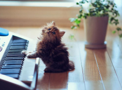 musiic-on-world-off:  cutest on piano on