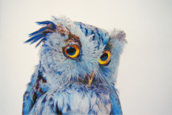 who-:  Colored Owl Drawings by John Pusateri