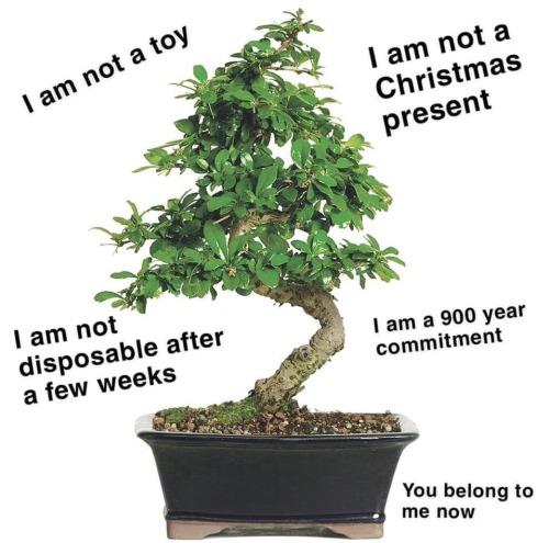 disgustingplants: Bonsai propaganda