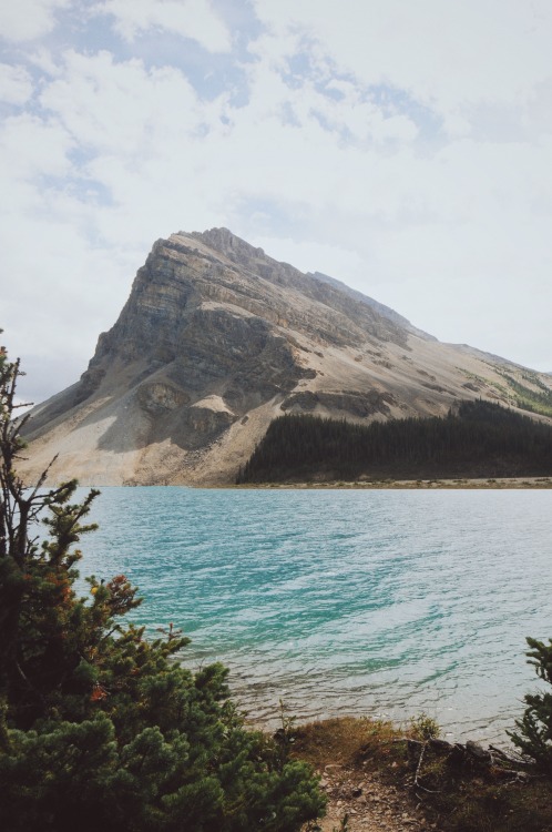 thosedouglasfirs:Bow Lake, AB 2016this place gave me some serious Kodaline vibes