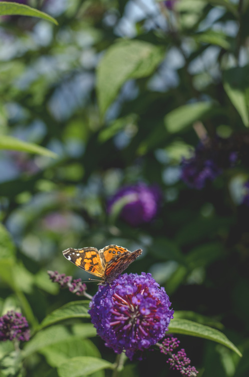 Painted Butterfly