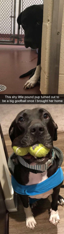animalsnaps