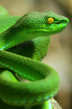 evrthquake:  Pit Viper | Bug Eye 