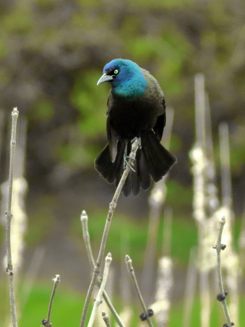 A grackle surveys his marshy, suburban territory.   