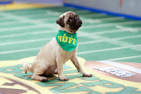 slytherinwithablog:  slytherinwithablog:  I don’t really care about the Super Bowl