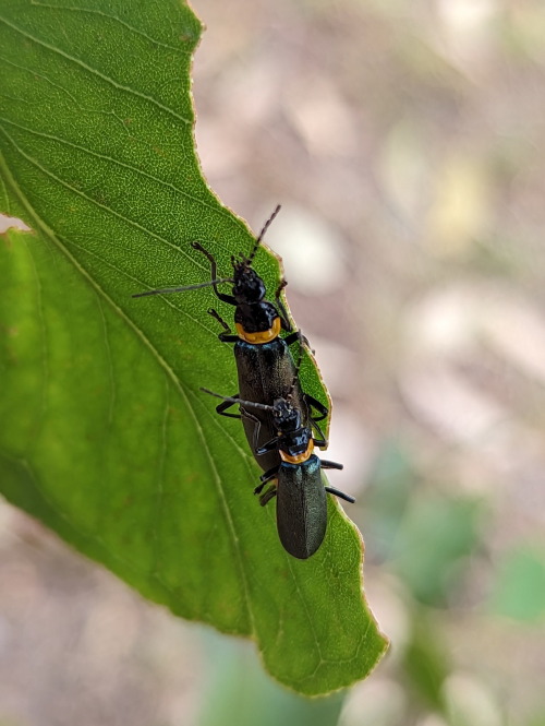 The Soldier Beetles I Found