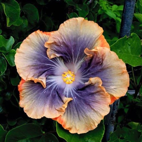 floralls:  Tropical Hibiscus II via  tezulaplants   