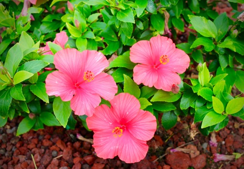 Pink Hibiscus, Kailua-Kona, Big Island, HI, USA // 23.1.16