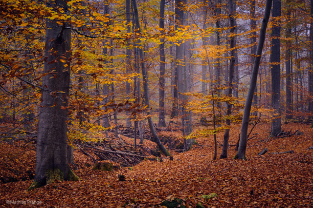 Autumn love - even little and a bit filthy forests are magic