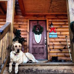 theoriginallogcabinhomes:  Happy #nationaldogday