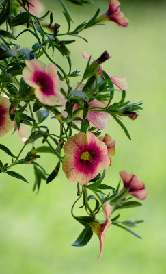 outdoormagic:  Calibrachoa / Calibrachoa × hybrida by stoplamek on Flickr.