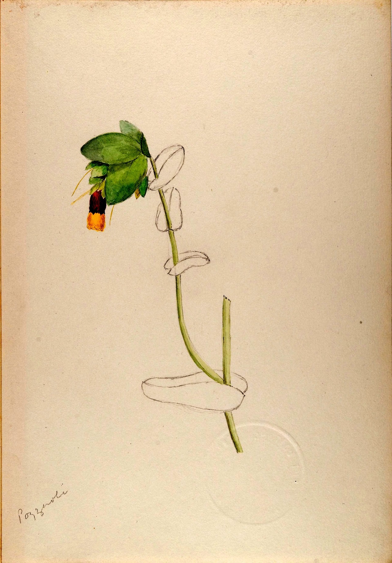 wapiti3:  Water-color sketches of plants of North America and EuropeBy Sharp, Helen.