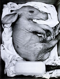 Baby aardvark, 1967.