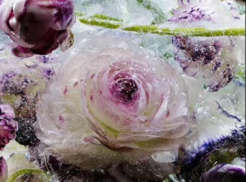 culturenlifestyle:  Frozen Flowers in Ice Resemble Exquisite Watercolor Paintings by Kenji Shibata Kenji Shibata is a famous Japanese photographer who creates powerful and captivating images, such as his latest photo series “Locked In Ether” which