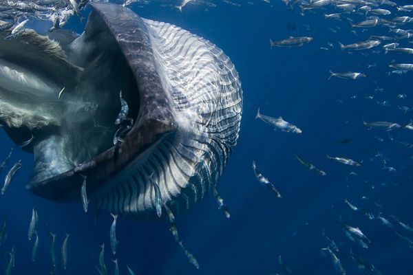green-zy-blog:
“  Photograph by Doug Perrine, EPOTY.org/Fame/Barcroft
Fish flee the gaping maw of a Bryde’s whale, which surprised U.S. photographerDoug Perrine, who was in the middle of photographing striped marlin lured by a bait ball of sardines....