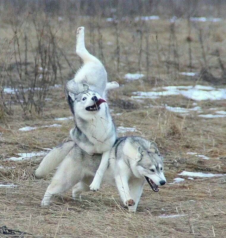 God, I love this picture. Siberian Huskies in a nutshell right here