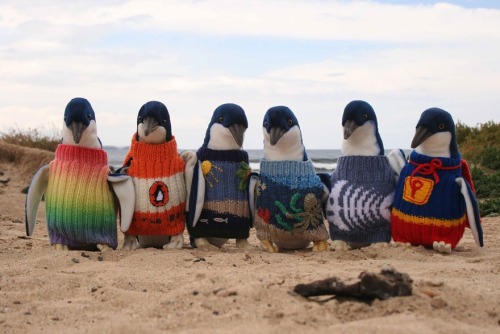 awwww-cute:  Australia’s oldest man knits these sweaters for injured and sick penguins while they are rehabilatated (Source: http://ift.tt/1SQTAi7)