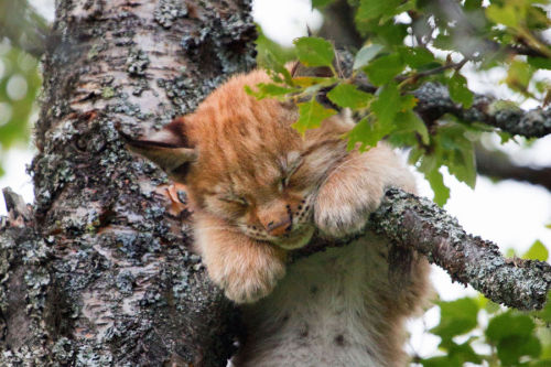 laughterkey: adulthoodisokay: sirpeter64: A lynx climbs a tree at the Langedrag Nature Park in Norwa