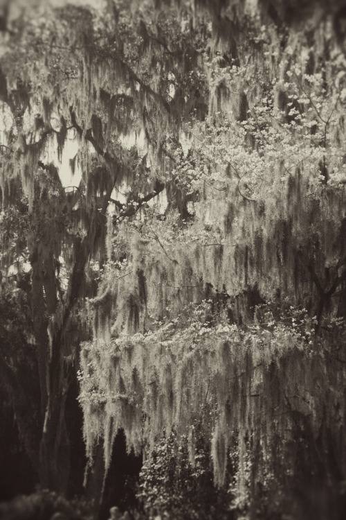 americanguide:  BONAVENTURE CEMETERY - SAVANNAH, GEORGIA  Cloaked somberly in gray moss, the branches of old oaks meet like cathedral arches above the drives and weathered tombstones. Even in spring, when crimson azaleas and white and pink camellias lend