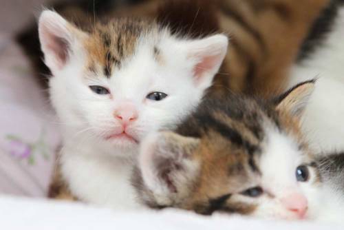 Kitten Pictures In These Trying Times?